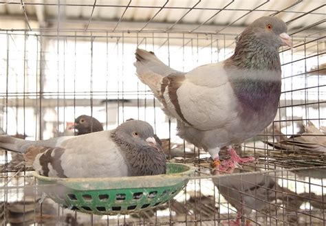 初次养鸽子要养几对_种鸽-肉鸽-天成鸽业养殖基地