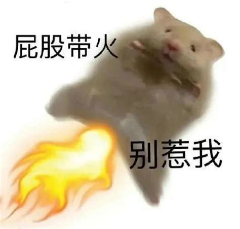 我的表情包图片