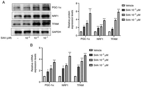 Peroxisome proliferator-activated receptor γ coactivator 1α (PGC-1α) is ...