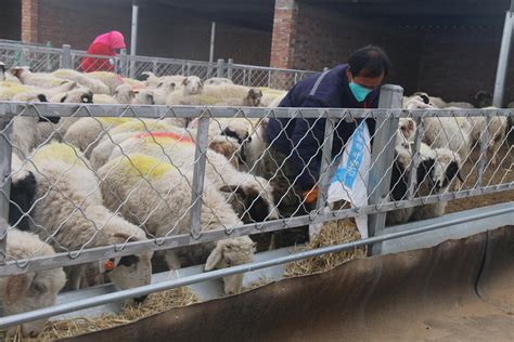 牛羊产业让乡村振兴更有“牛劲”-宁夏新闻网