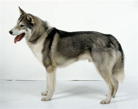West Siberian Laika – Dog Breed Information and Pictures | Livelife