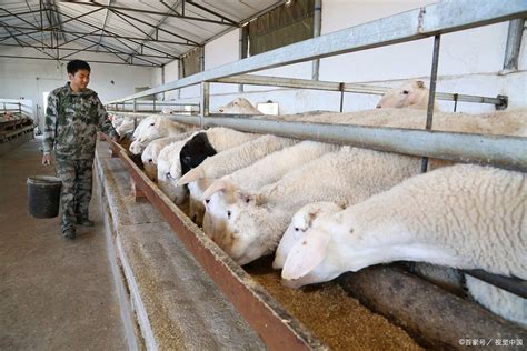 成年白山羊公羊 育肥改良种羊 自然散养 性情温顺 玥烜养殖