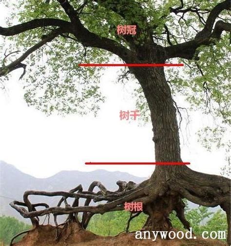 树木的组成与木材的形成 - 木材文化 - 木材圈