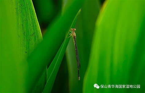 以“海珠”命名！广州海珠湿地发现昆虫新物种