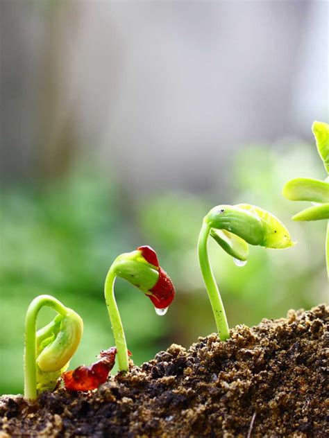 植物发芽图片_豆类植物发芽素材_高清图片_摄影照片_寻图免费打包下载