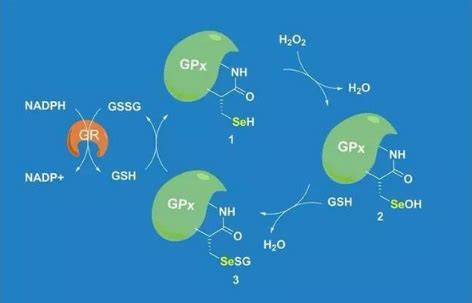 增加NADPH的生物合成途径的基因组工程化的制作方法_2