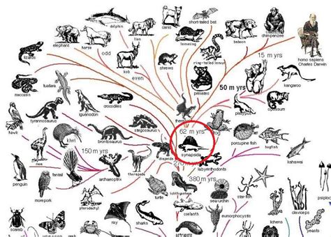 哈佛大学挑战了哺乳动物脊柱进化 - 生物通
