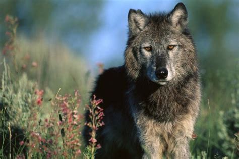 世界上最大的狼是什么 北美灰狼（成年体型达2米）_探秘志