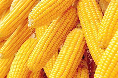 “中单909”——高产玉米新品种_中国农业科学院成果转化局