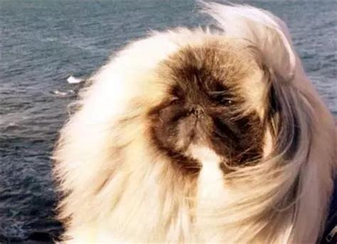 最奇葩的狗名字100个_搞笑的宠物昵称 - 随意云