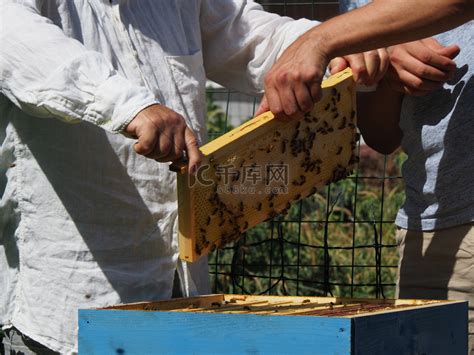 养蜂大师从蜂群的蜂箱中取出装有蜂蜜的框架。高清摄影大图-千库网