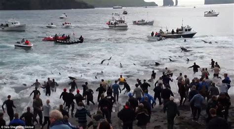 250头鲸鱼被残忍屠杀染红海滩：场面太血腥了_科技_环球网