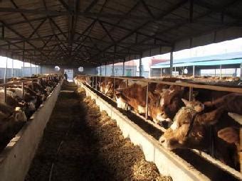 肉牛养殖场肉牛犊 西门塔尔牛 鲁西黄牛 小肉牛犊子新价格-阿里巴巴