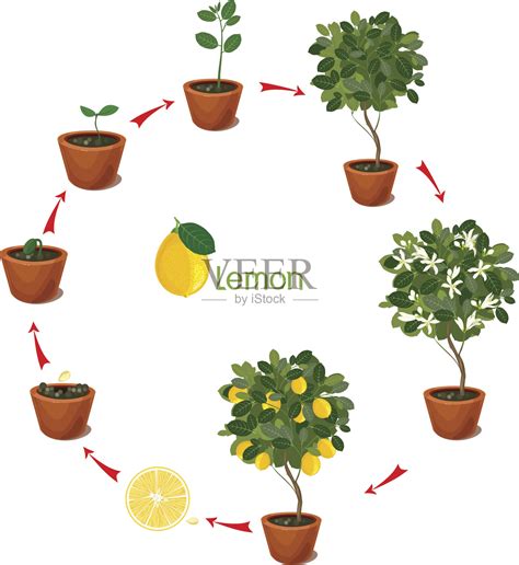 从种子生长到柠檬树的植物。植物生命周期插画图片素材_ID:308884932-Veer图库