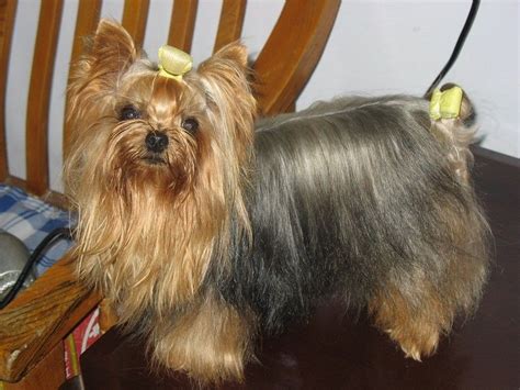 约克夏犬肖像粉红色背景高清图片下载-正版图片502738475-摄图网