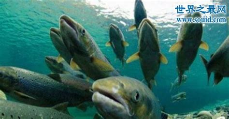 喀纳斯湖水怪真相 15米巨型哲罗鲑图片 世界十大凶猛淡水鱼(2)_奇象网