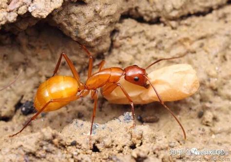 蚂蚁的人工养殖技术有哪些？蚂蚁的养殖前景怎么样？ - 惠农网
