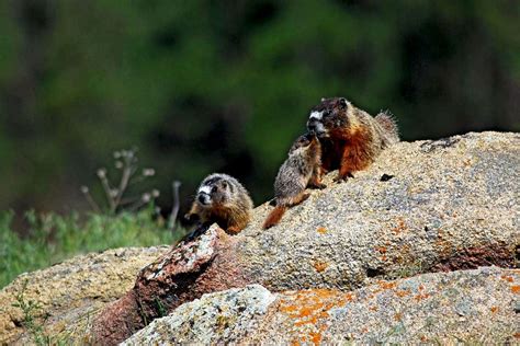 Baby Marmot : Photos, Diagrams & Topos : SummitPost