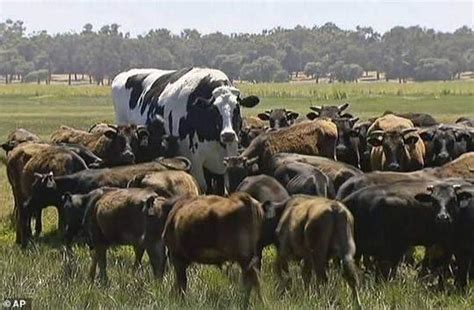 比利时现巨型公牛，浑身大块肌肉随步伐颤动_天下_新闻中心_长江网_cjn.cn