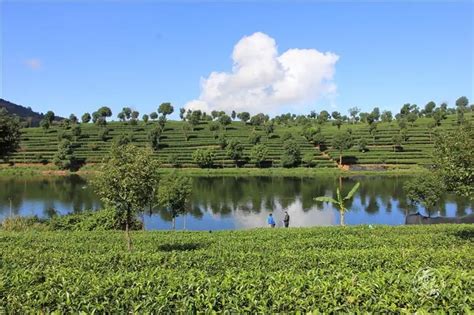 2019年国内普洱茶产量及发展前景，出口市场呈现量减价增态势「图」_华经情报网_华经产业研究院