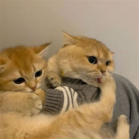 猫咪头像非主流小众