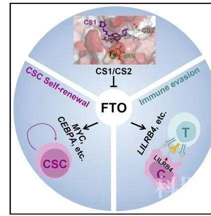 Cancer Cell：中科院上海药物所再发文，FTO靶向药真的来了 学术资讯 - 科技工作者之家