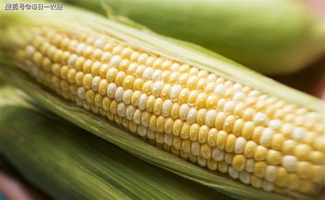 玉米种子十大品种 - 惠农网