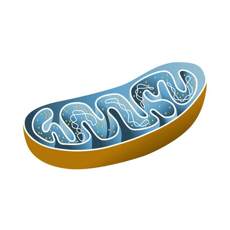 昌塔尔· 的图像结果