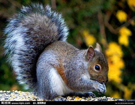 红松鼠图片-秋天可爱的红松鼠素材-高清图片-摄影照片-寻图免费打包下载