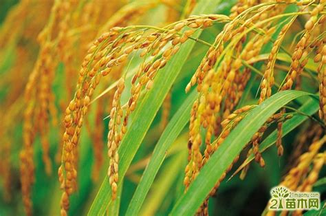 受疫情影响，水稻价格逆势上涨，3月份会不会继续上涨？-行业新闻-中国花木网