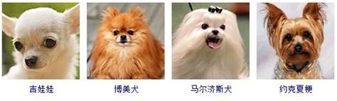 犬种名称及图片大全,各种犬的名称及图片,大型犬品种大全及名称_大山谷图库