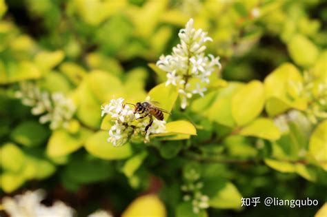 隆德县奠安乡：中蜂养殖产业 “酿”出甜蜜新生活-宁夏新闻网