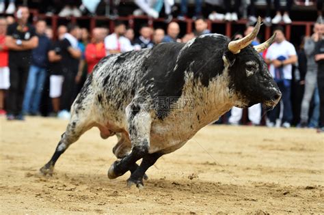 西班牙斗牛场上奔跑的强壮公牛高清图片下载-正版图片506206725-摄图网