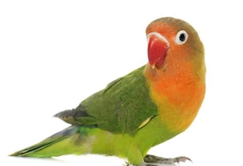 鹦鹉为什么会学人说话（鹦鹉说话原理与对语言的理解） - 胖萌舍宠物网
