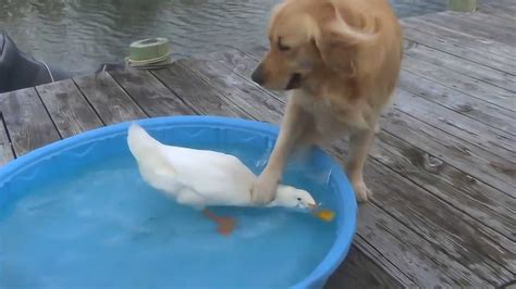 鸭子叫声太烦了，狗狗一巴掌将鸭子按在水中，鸭子瞬间闭嘴！_腾讯视频