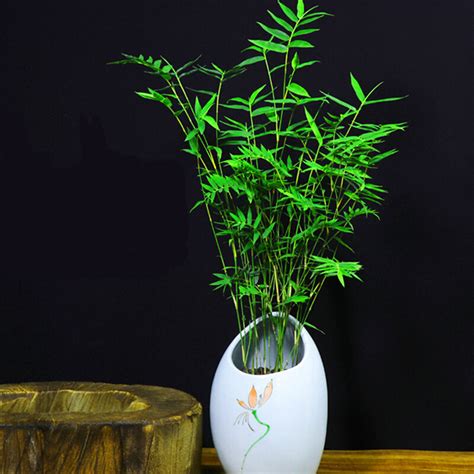 竹子的品质和精神是什么？