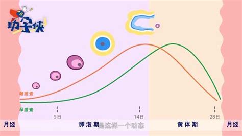 排卵图片