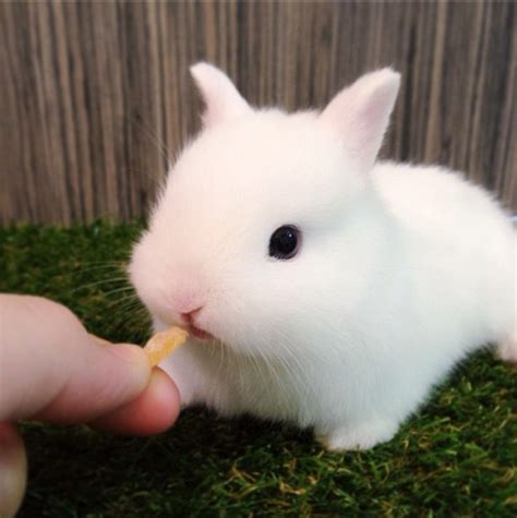 什么品种的兔子适合当宠物（宠物兔品种及图片） - 胖萌舍宠物网