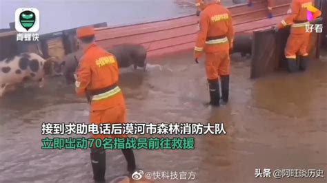 抢险一线：南漳30多个“救猪哥”在洪水中救出850头生猪_长江云 - 湖北网络广播电视台官方网站