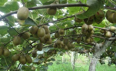 红心猕猴桃产地、种植方法和价格介绍-中国木业网