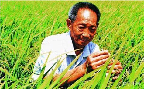迪拜酋长看上袁隆平这项研究，要在沙漠建绿洲种水稻！_凤凰网科技_凤凰网