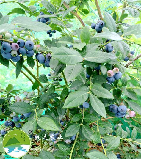 早熟H5蓝莓苗品种，南方种植h5蓝莓苗哪里有卖_万舜苗木基地