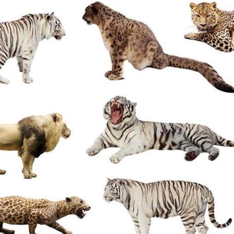 世界19大猫科动物战力排行榜：东北虎第一，非洲狮第二，家猫垫底