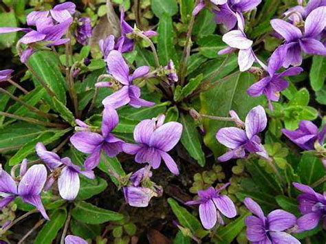 紫花地丁什么时候开花？ 紫花地丁的花期有多久？|紫花|地丁-知识百科-川北在线