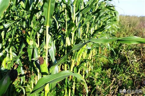 玉米价格创历史新高是怎么回事 2021玉米为什么涨价了 _八宝网