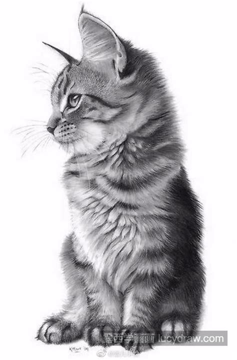 猫的素描头像图片