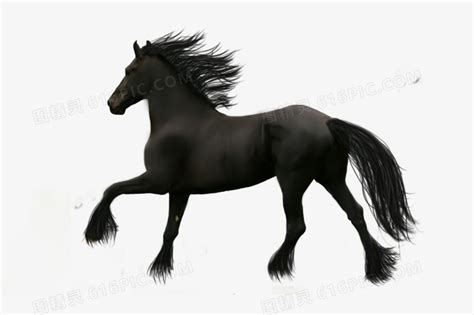 与纯种种马的黑马头标志。素材图片免费下载-千库网
