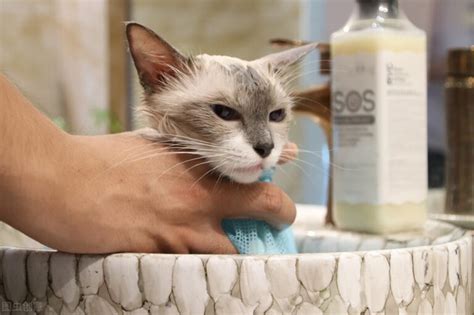 给猫澡的正确步骤 怎么给猫做衣服步骤_宠物百科 - 养宠客