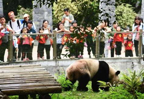 云南野生动物园熊猫图片_云南野生动物园熊猫设计素材_红动中国