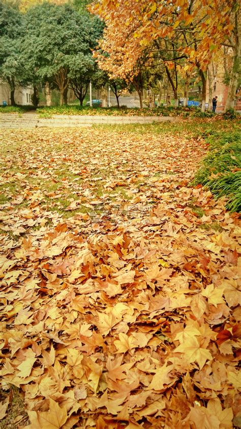 秋天的银杏高清图片下载-正版图片500002014-摄图网